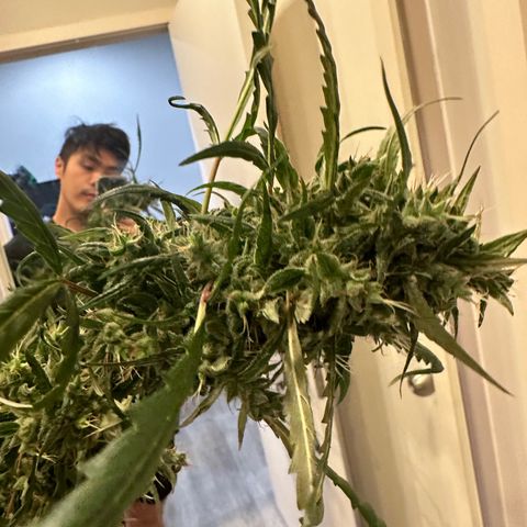 Green Crack growlog timeline photo