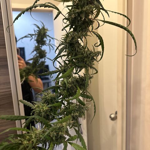 Green Crack growlog timeline photo