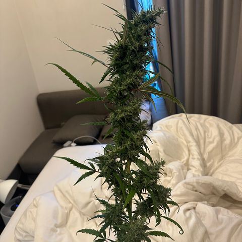 Green Crack growlog timeline photo