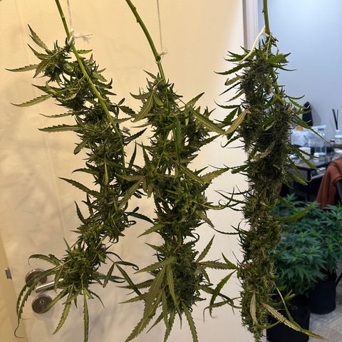 Green Crack growlog timeline photo