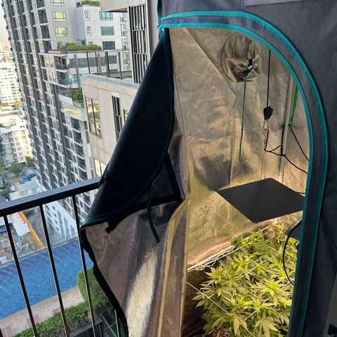 BbMoon x Mimosa growlog timeline photo