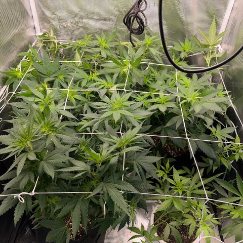 BbMoon x Mimosa growlog timeline photo