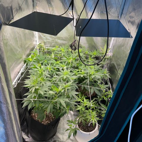 BbMoon x Mimosa growlog timeline photo