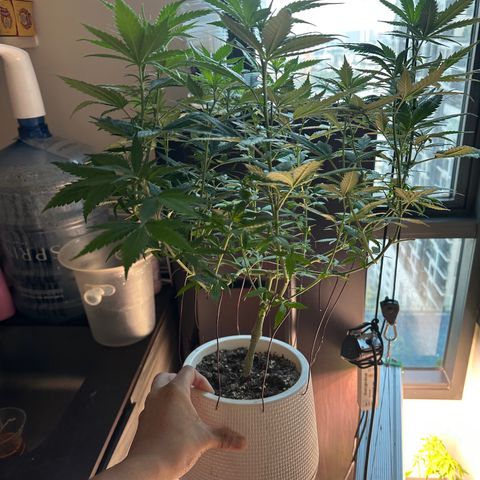 BbMoon x Mimosa growlog timeline photo