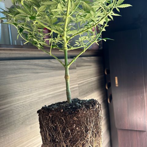 BbMoon x Mimosa growlog timeline photo