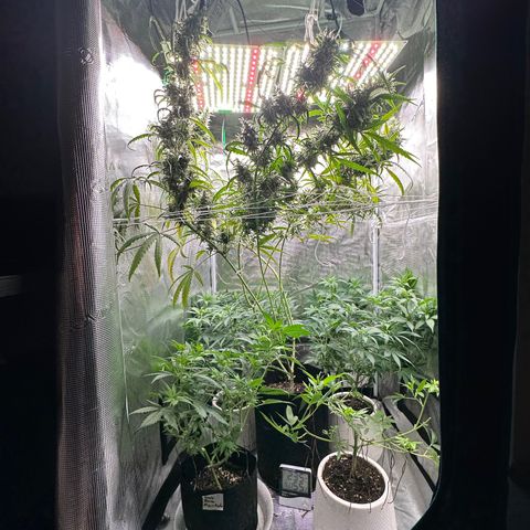 BbMoon x Mimosa growlog timeline photo