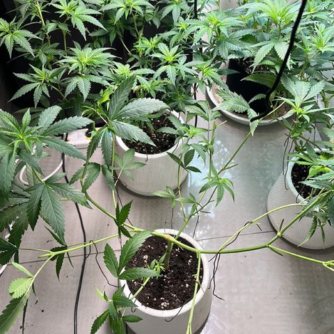 BbMoon x Mimosa growlog timeline photo