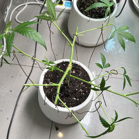 BbMoon x Mimosa growlog timeline photo
