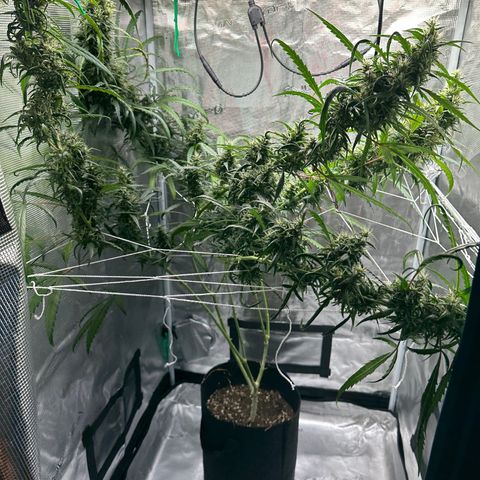 Green Crack growlog timeline photo