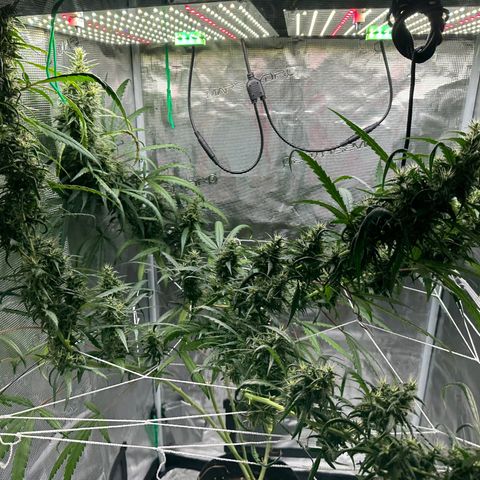 Green Crack growlog timeline photo