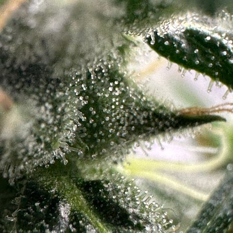 Green Crack growlog timeline photo