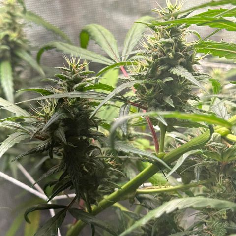 Green Crack growlog timeline photo