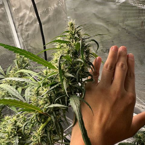 Green Crack growlog timeline photo