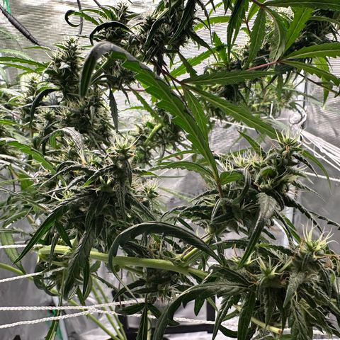 Green Crack growlog timeline photo