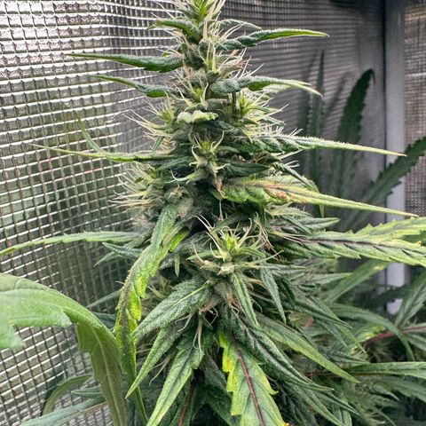 Green Crack growlog timeline photo