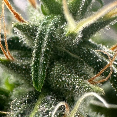 Green Crack growlog timeline photo