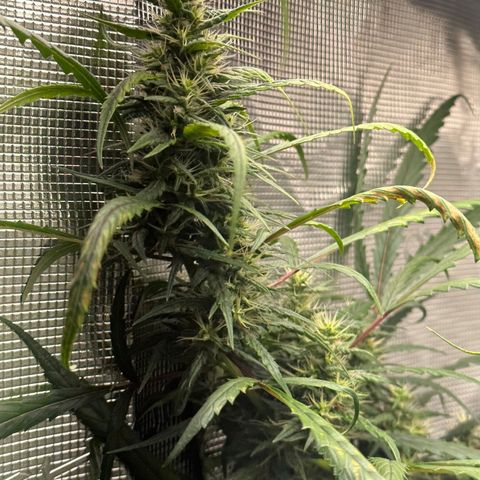 Green Crack growlog timeline photo