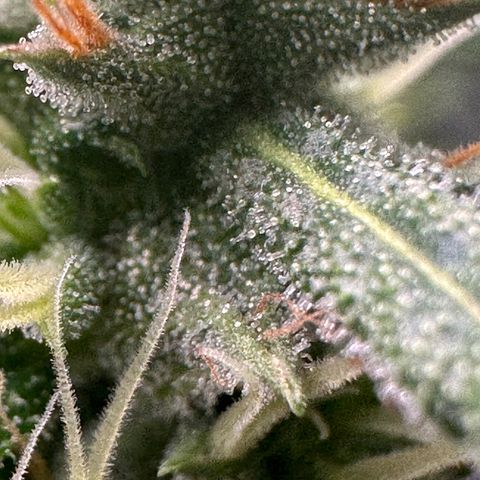 Green Crack growlog timeline photo