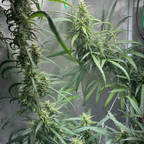 Green Crack growlog timeline photo