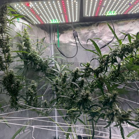 Green Crack growlog timeline photo