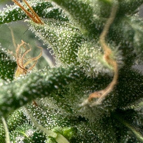 Green Crack growlog timeline photo