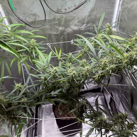 Green Crack growlog timeline photo