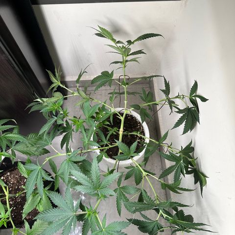 BbMoon x Mimosa growlog timeline photo