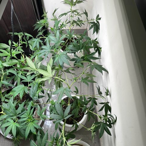 BbMoon x Mimosa growlog timeline photo