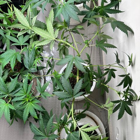 BbMoon x Mimosa growlog timeline photo