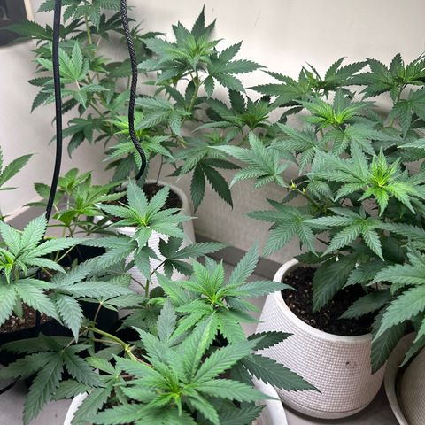 BbMoon x Mimosa growlog timeline photo