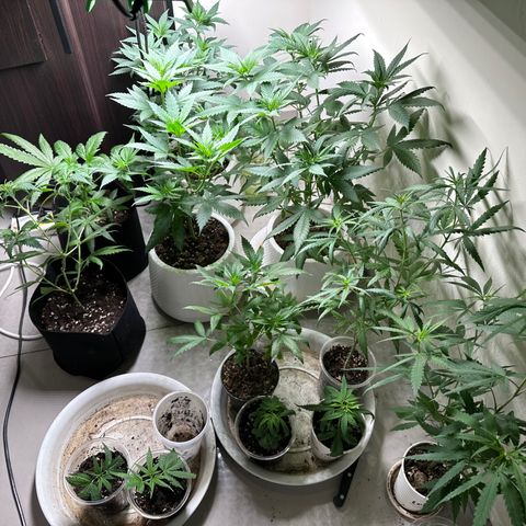 BbMoon x Mimosa growlog timeline photo