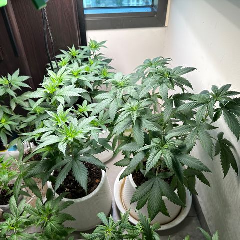 BbMoon x Mimosa growlog timeline photo
