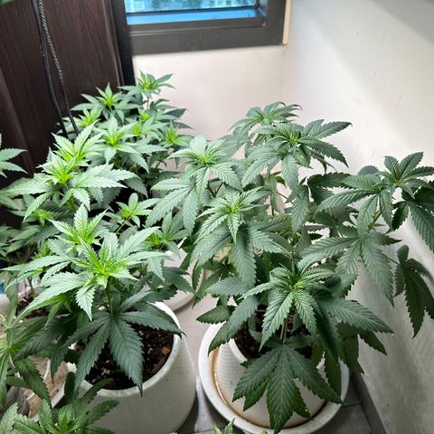 BbMoon x Mimosa growlog timeline photo