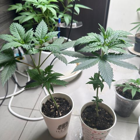 BbMoon x Mimosa growlog timeline photo
