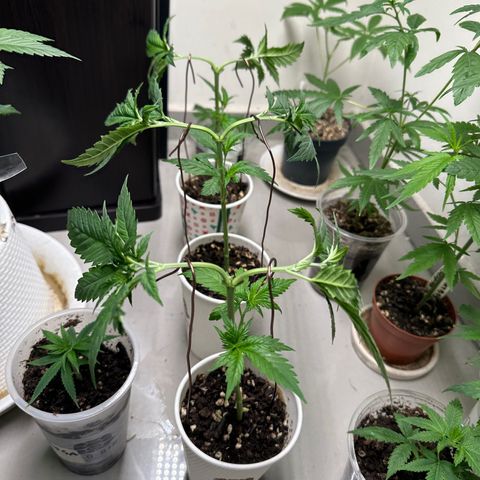 BbMoon x Mimosa growlog timeline photo