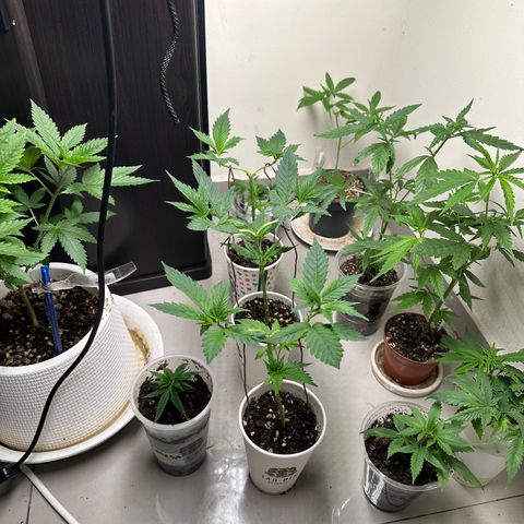 BbMoon x Mimosa growlog timeline photo