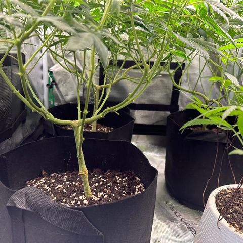 BbMoon x Mimosa growlog timeline photo