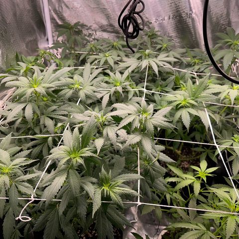 BbMoon x Mimosa growlog timeline photo