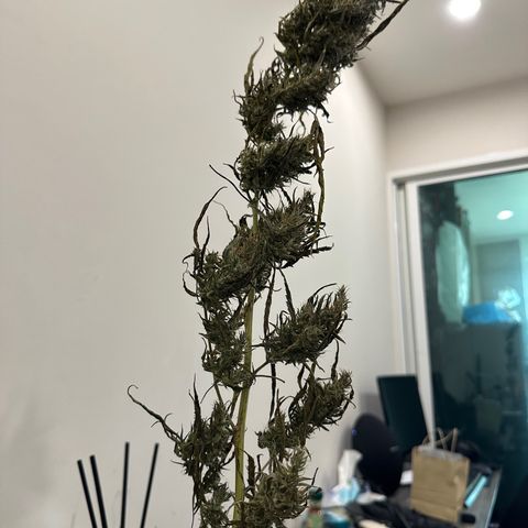 Green Crack growlog timeline photo