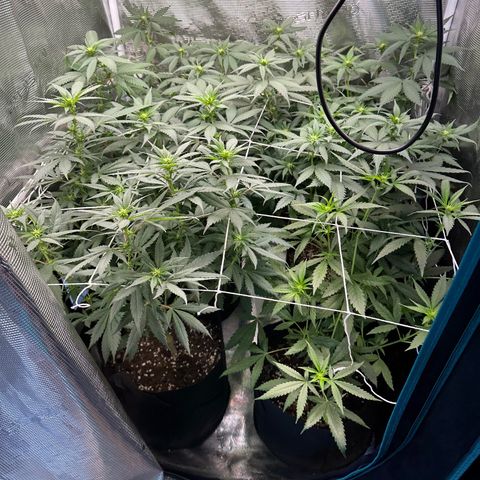 BbMoon x Mimosa growlog timeline photo