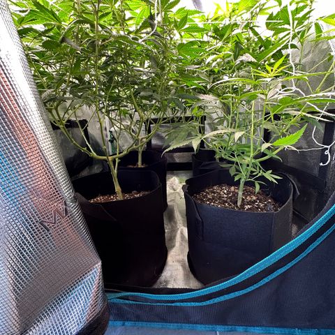 BbMoon x Mimosa growlog timeline photo