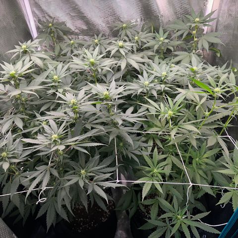 BbMoon x Mimosa growlog timeline photo