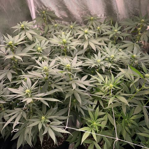 BbMoon x Mimosa growlog timeline photo