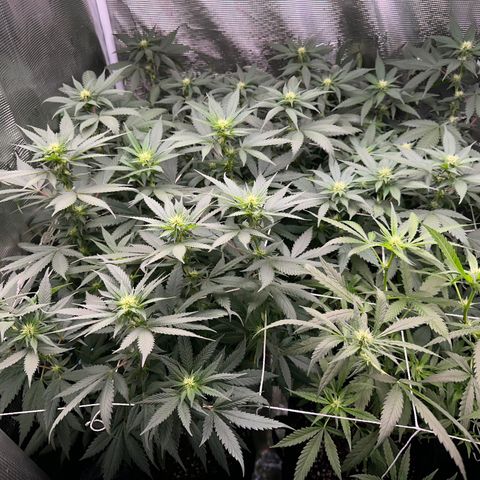 BbMoon x Mimosa growlog timeline photo