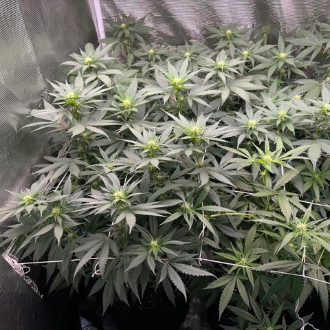 BbMoon x Mimosa growlog timeline photo
