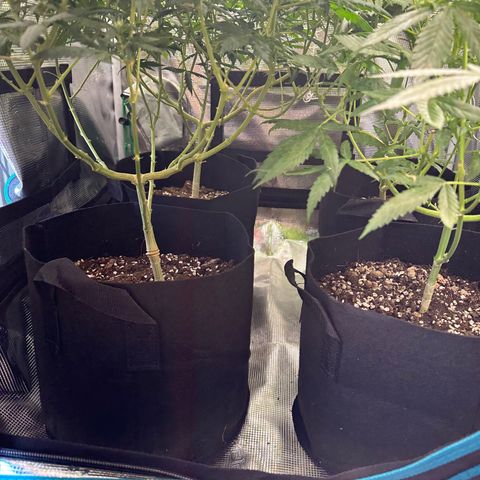 BbMoon x Mimosa growlog timeline photo