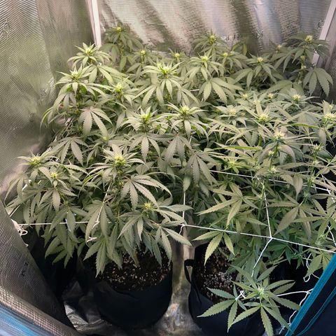 BbMoon x Mimosa growlog timeline photo