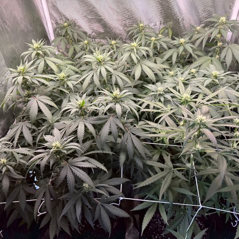 BbMoon x Mimosa growlog timeline photo