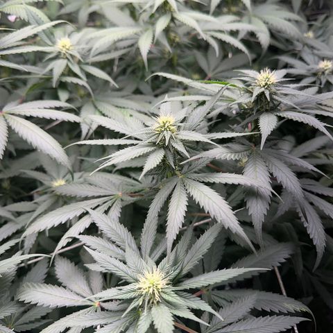 BbMoon x Mimosa growlog timeline photo