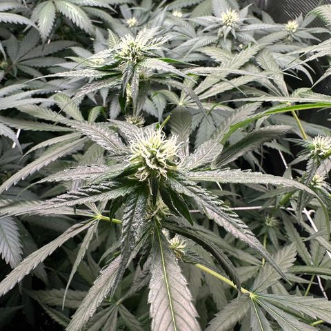 BbMoon x Mimosa growlog timeline photo